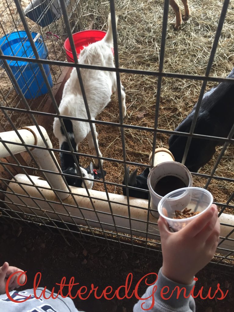 feed the animals at patterson farm